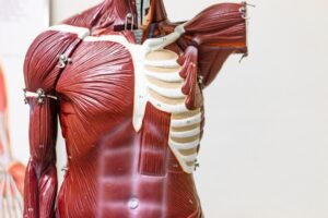 The Impact of Aging on Muscle Mass and How to Fight Sarcopenia Naturally